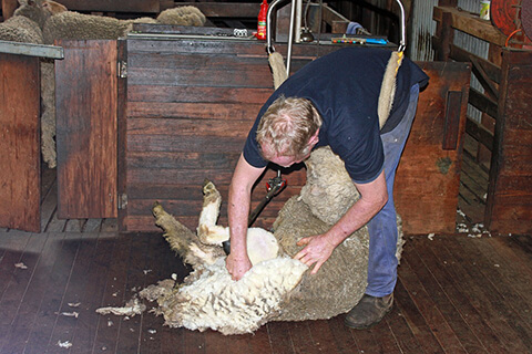 澳洲專業羊毛剪毛,製成羊毛wool sheep shearing