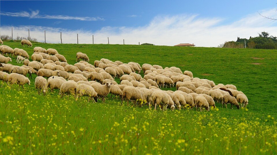 羊毛的來源是澳洲生產的美麗諾羊群。羊毛在寬廣的澳洲進行放牧,經過剪毛和整理後,成為羊毛纖維