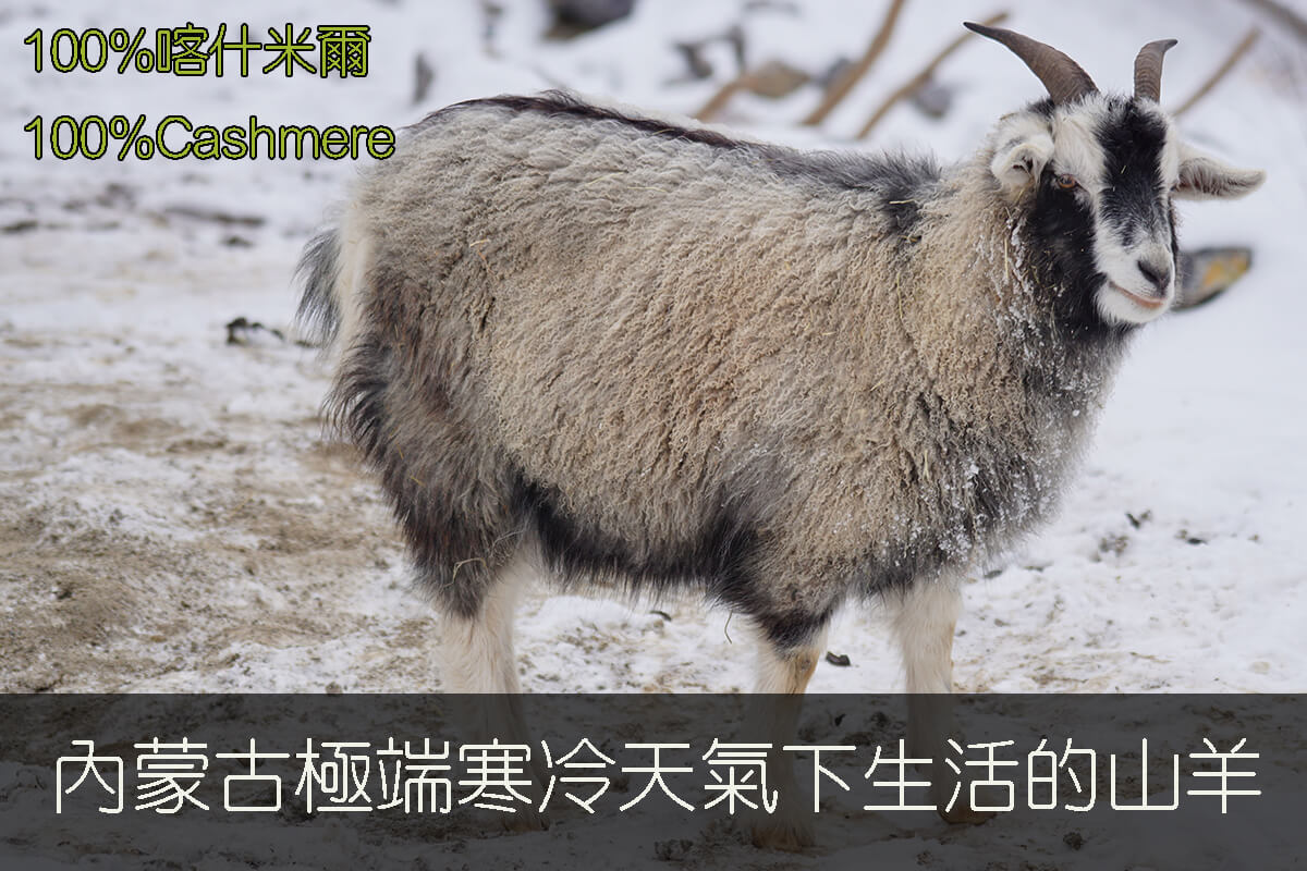 群羊山羊絨100%Cashmere採用內蒙古極端天氣下生活的山羊
